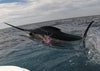 All Inclusive Fishing Trip to Guatemala Luxury Package PF