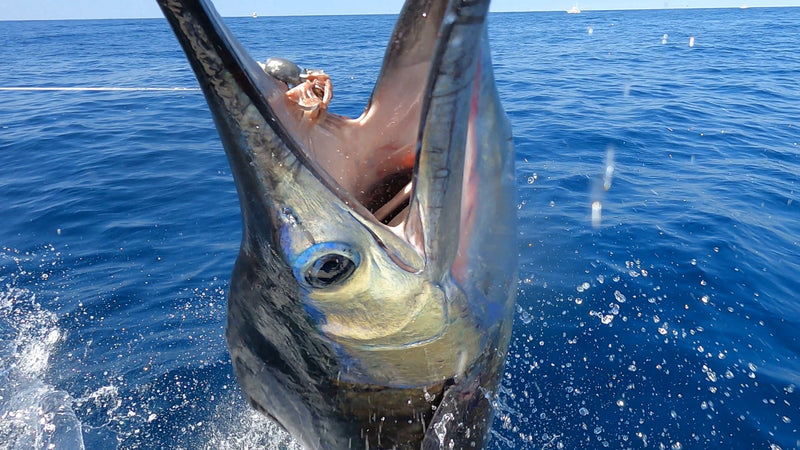 All Inclusive Fishing Trip to Guatemala Luxury Package PF